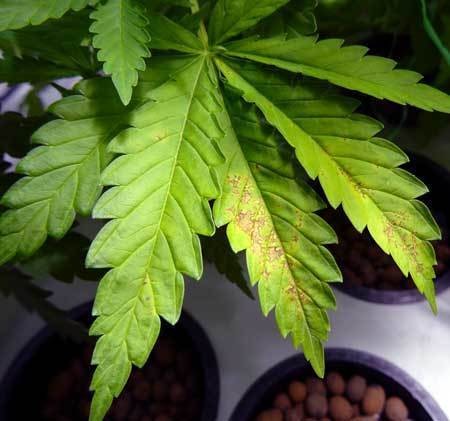 cannabis-calcium-deficiency-bottom-plant-lack-of-light-cannabis