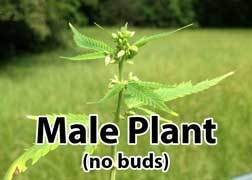 male-flowering-plant-cannabis