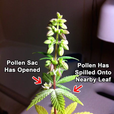 beautiful-male-plant-pollen-cannabis