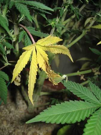 nitrogen-deficiency-wilted-leaf-cannabis