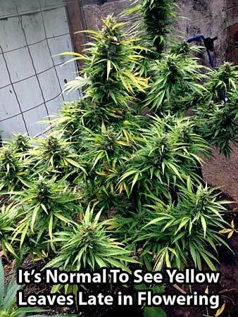 normal-flowering-nitrogen-deficiency-cannabis