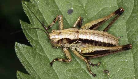 cricket-larva-cannabis-leaf-sm