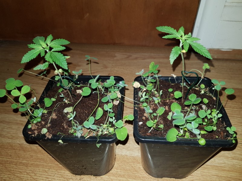 Granddaddy purps seedlings w/ mixed clover compainions