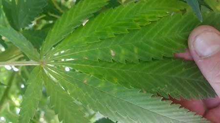 wind-leaf-damage-spots-cannabis-sm