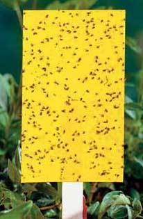 yellow-sticky-traps-fungus-gnats