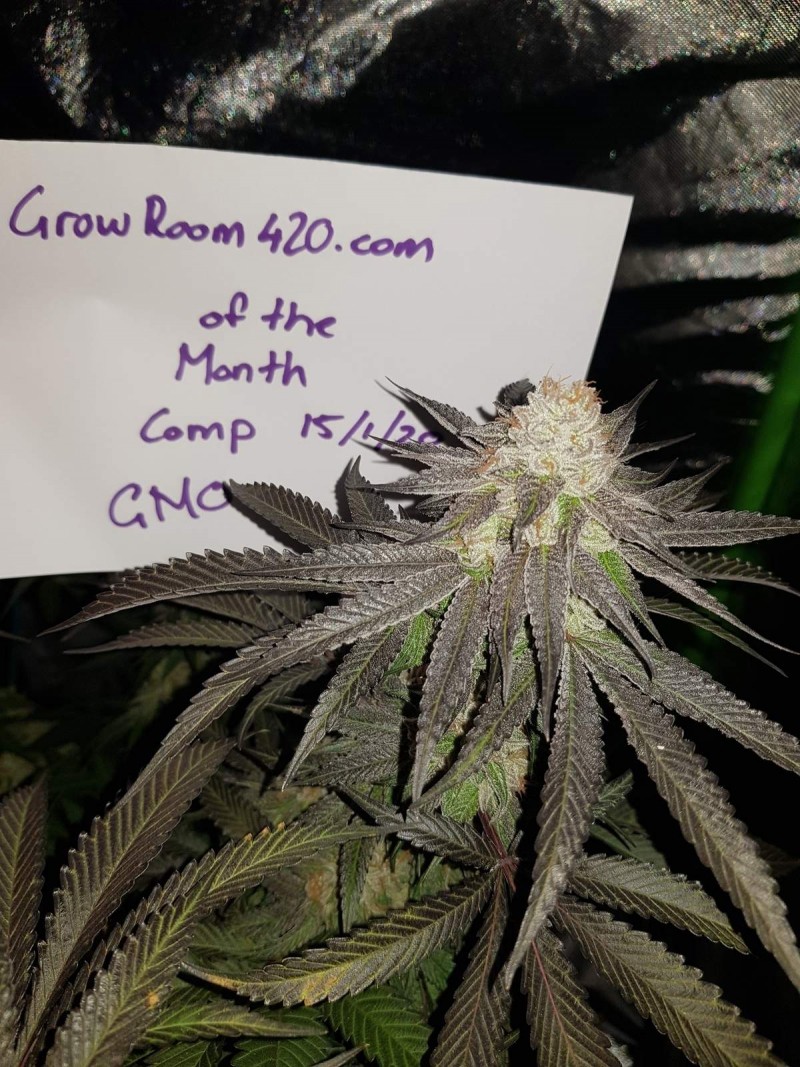 Bud of the month January  2020