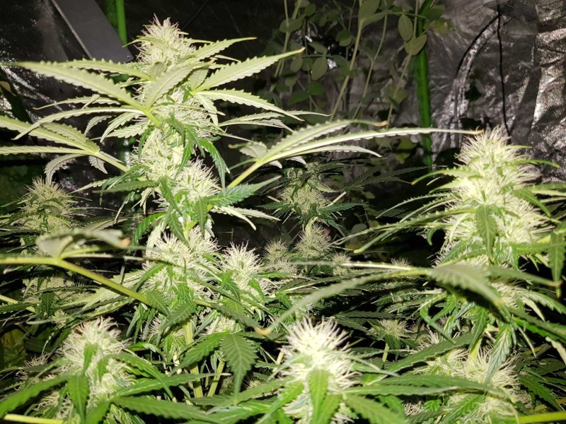 Seedstockers thin mint crack pot challenge early flower