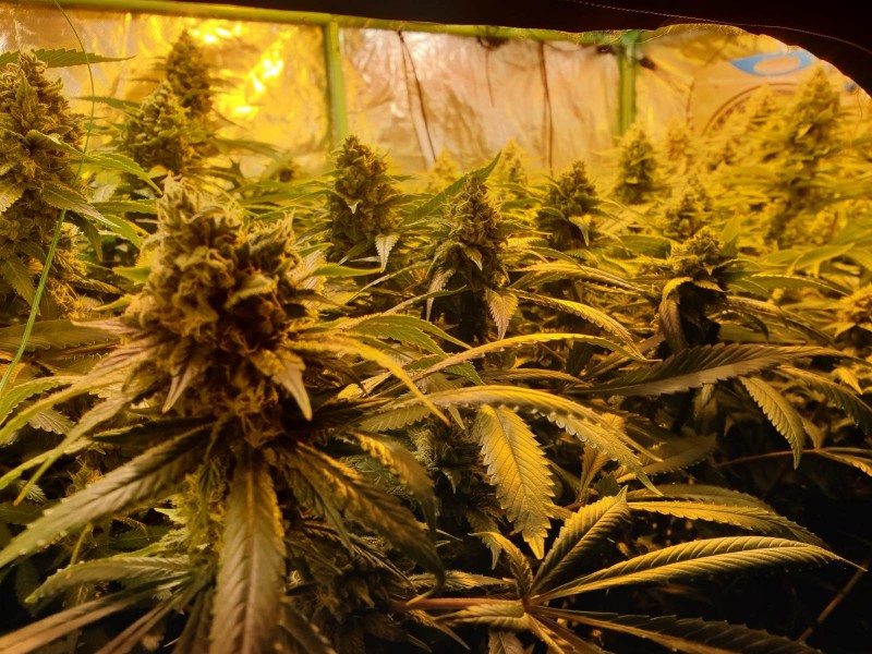 Cannabis is flower under hps and cdm