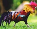 The-Pros-and-Cons-of-Keeping-a-Rooster-in-Your-Flock-FI