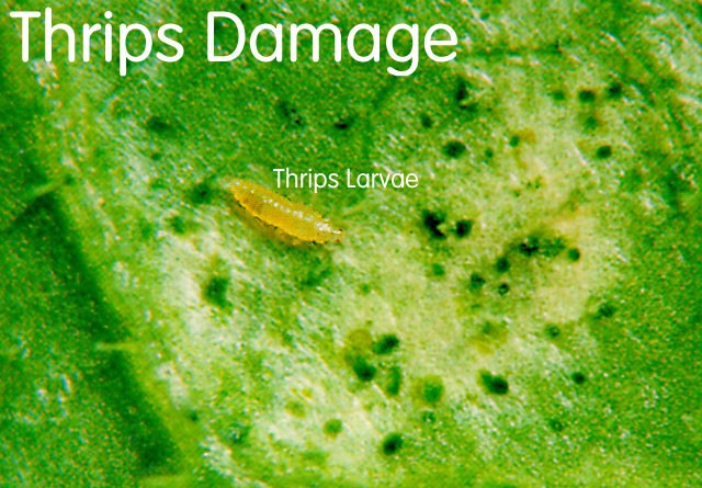 thrips_damage