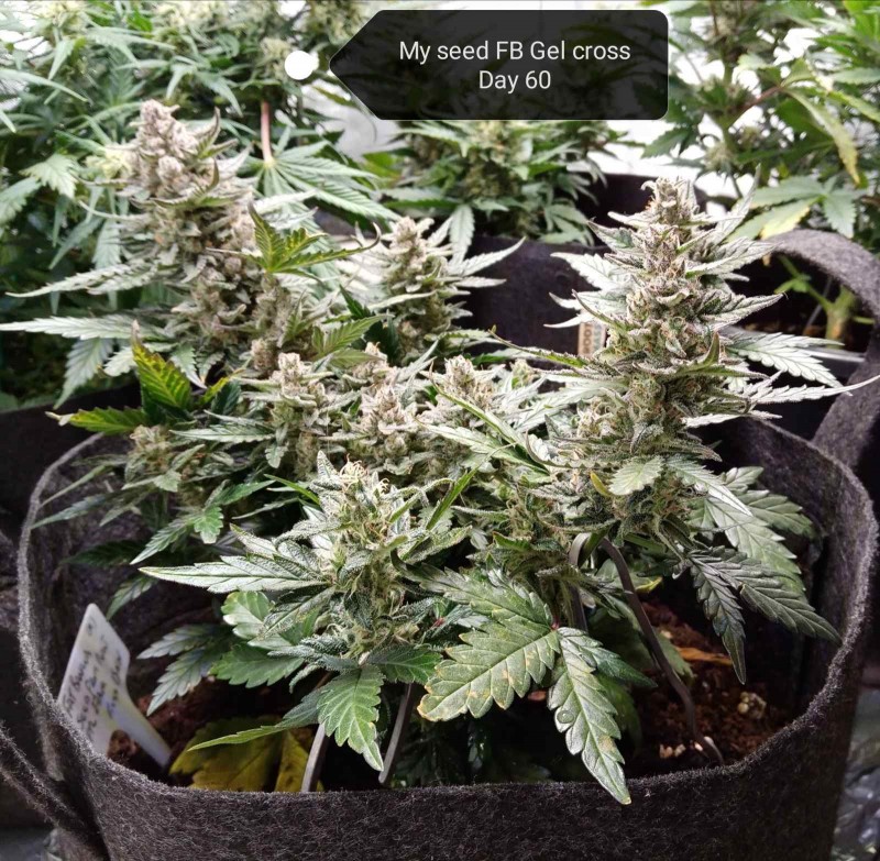 My own auto seed