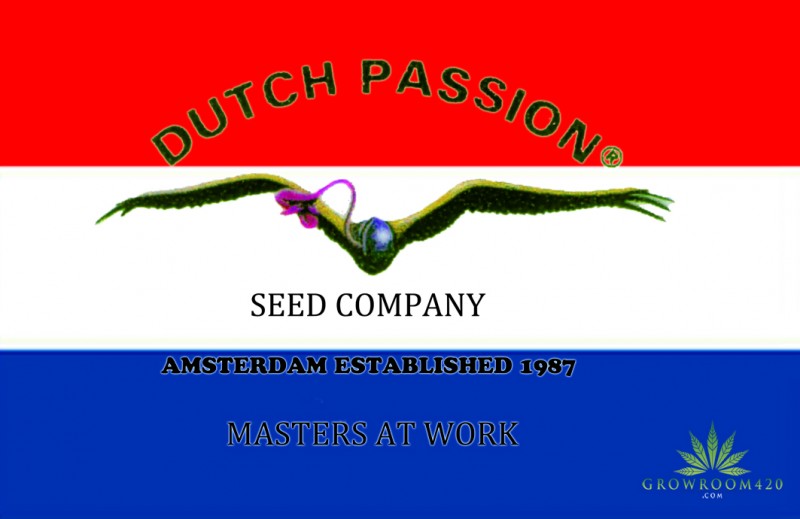 mn dutch passion ad
