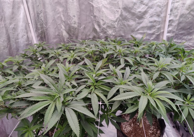 SBC x FF