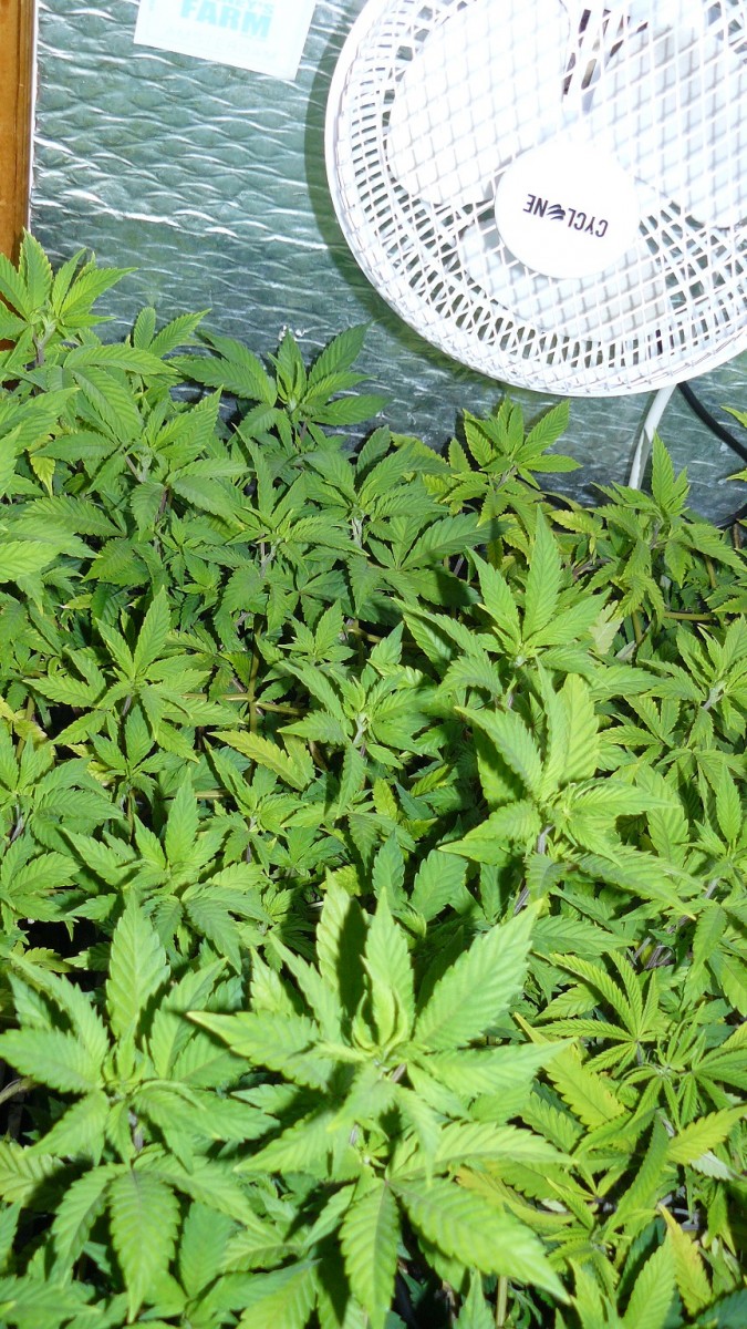 drobes the new start,finish 022