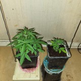 og kush sweet trainwreck