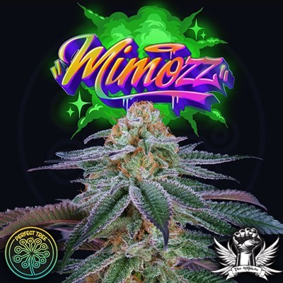 attitude-perfecttree-newlogo22-mimozz_400x400