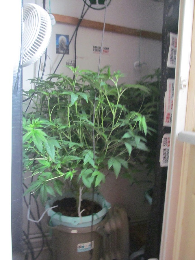10 days bloom (2)