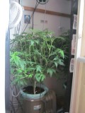 10 days bloom (2)