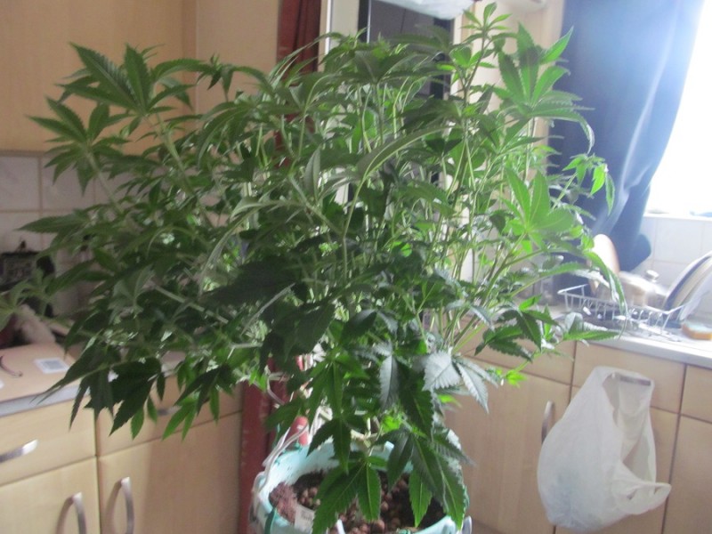 10 days bloom (3)