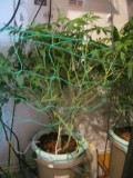 10 days bloom (5)