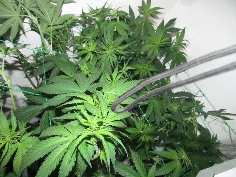10 days bloom (7)