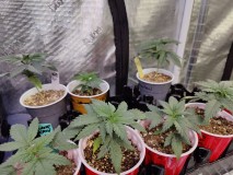 Mixed bag
