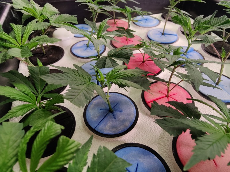 Clones