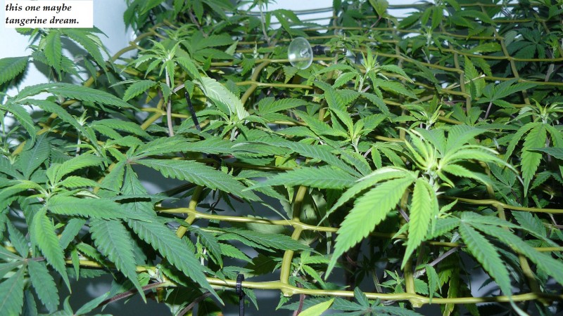 drobes 25 02 23 014