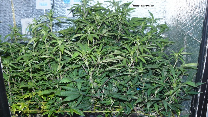 drobes 25 02 23 018
