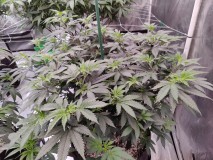 Romulan