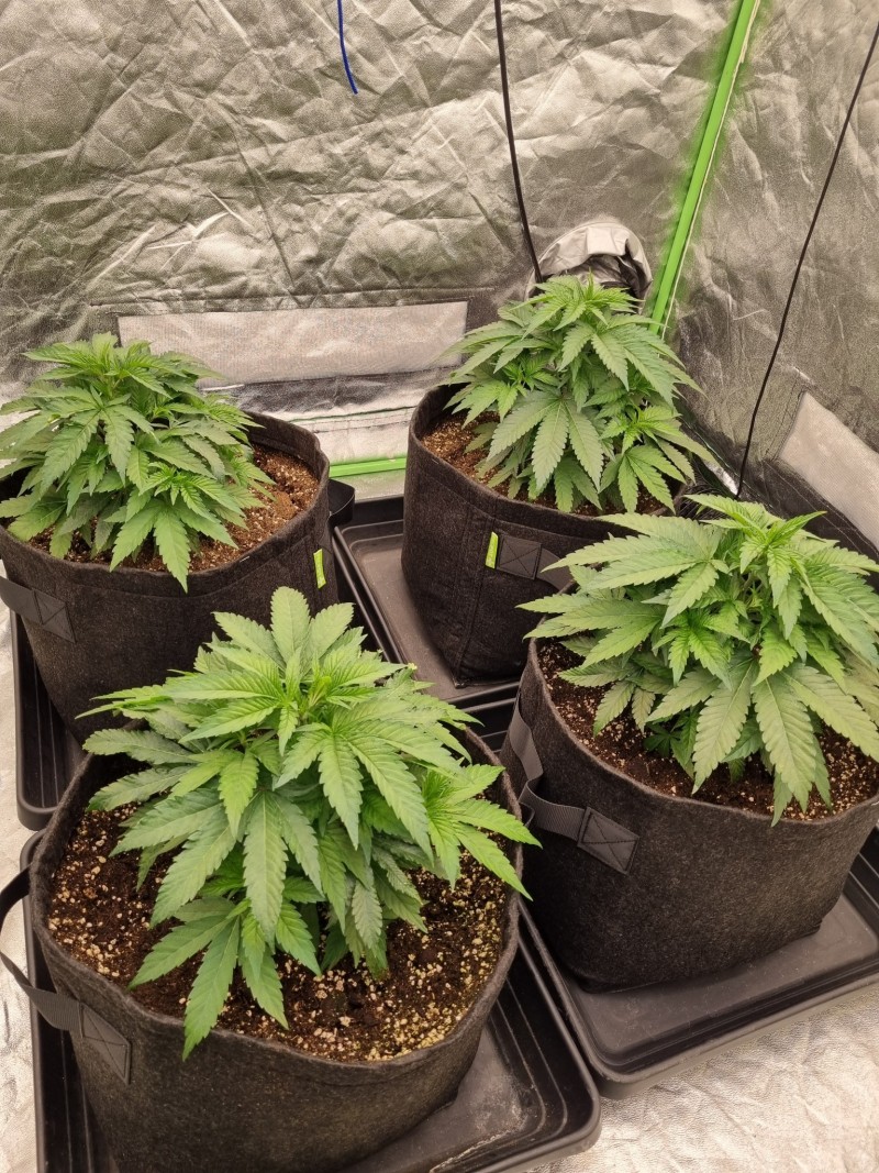 Barney's farm purple punch clones