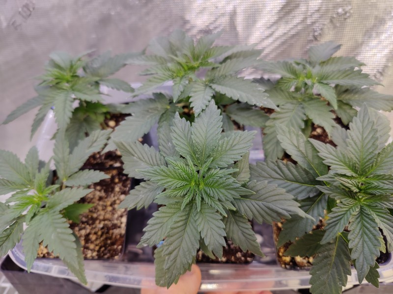 Grape Earth F4