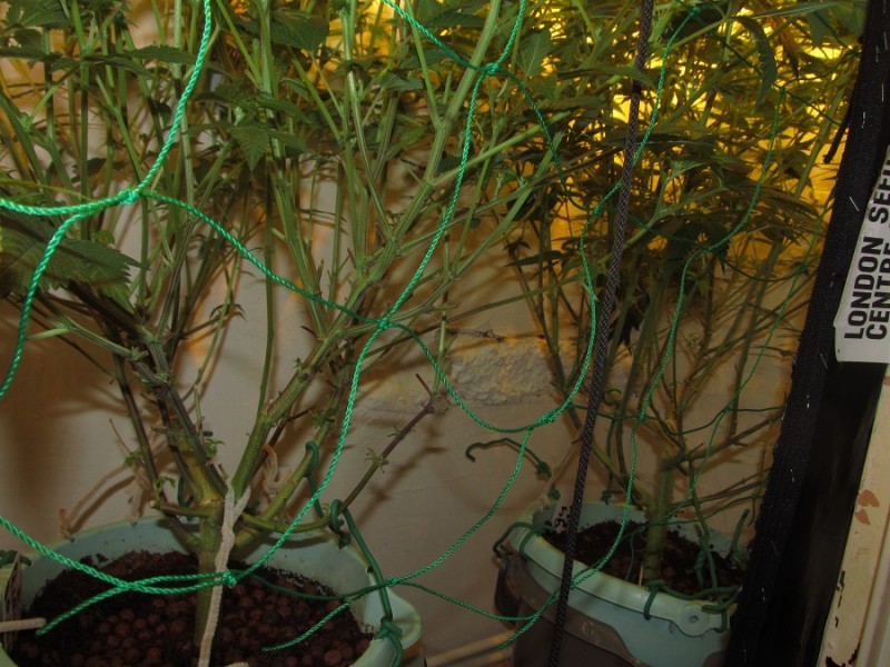 19days bloom (2)
