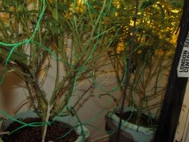 19days bloom (2)