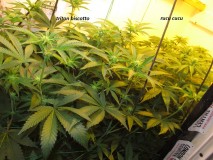 19days bloom (3)