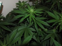 19days bloom (8)