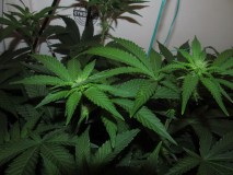 19days bloom (12)