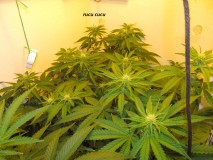 19days bloom (18)