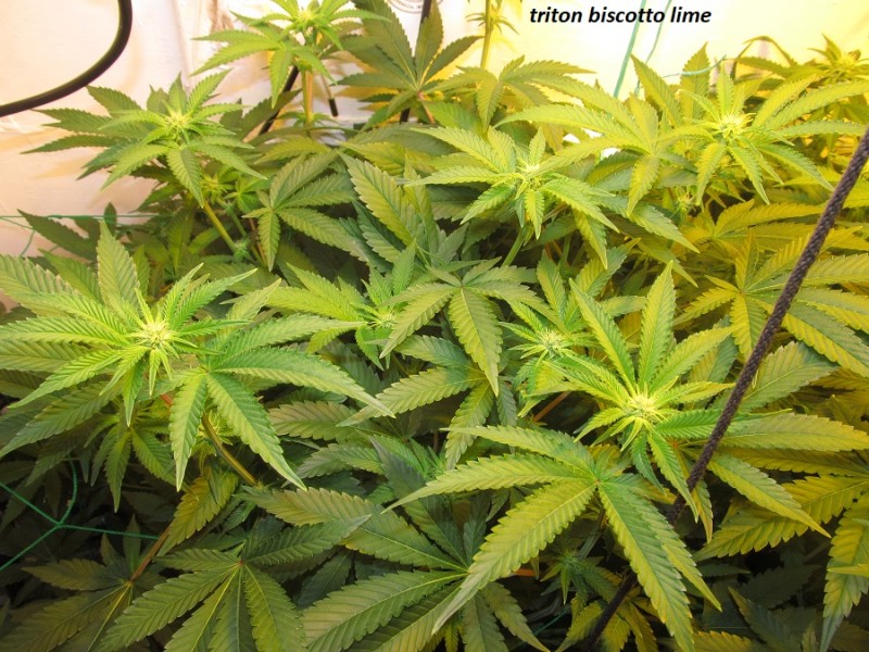 19days bloom (19)