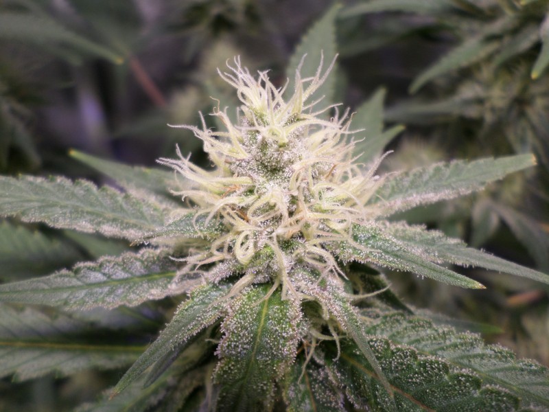 panamaredbud