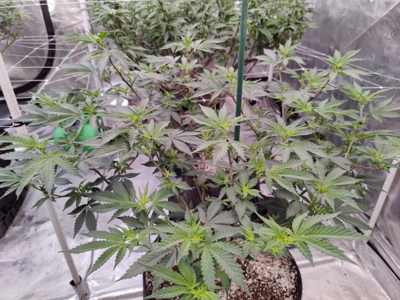 Romulan