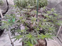 Romulan