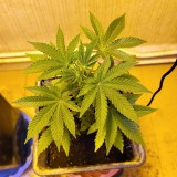 OGkush