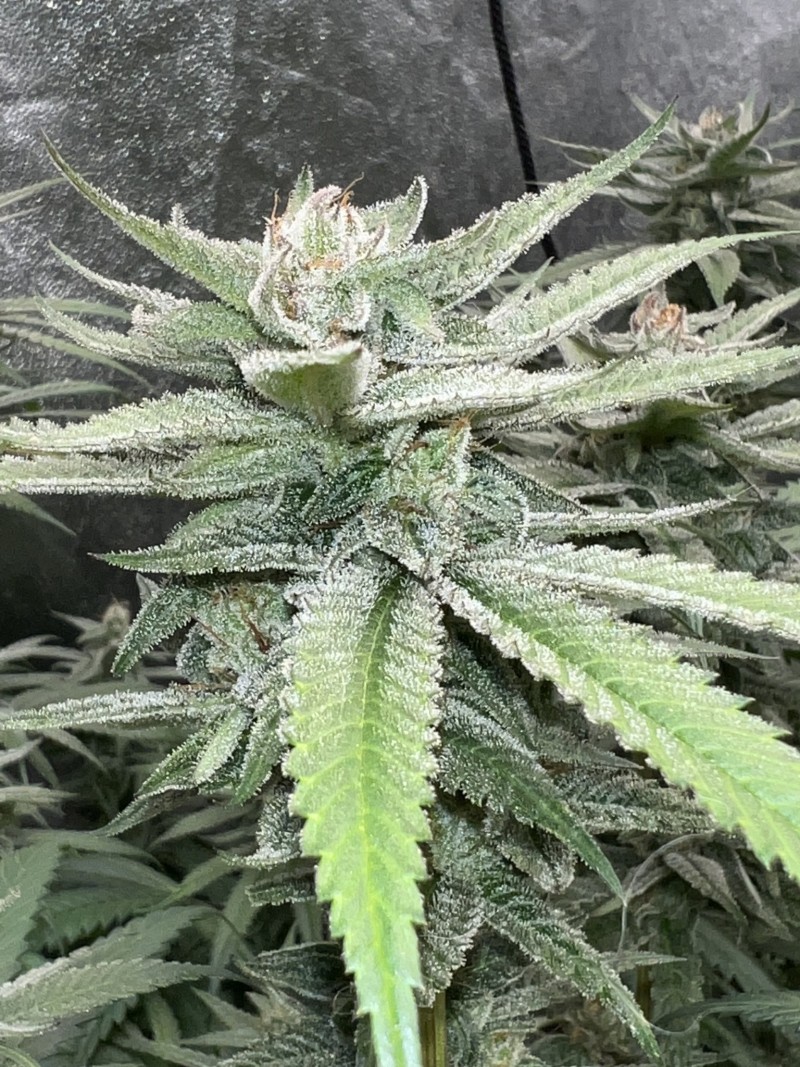 F482AAFC-DC5E-4AF0-B8E2-FBD7B6762648