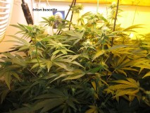 25 days bloom (2)