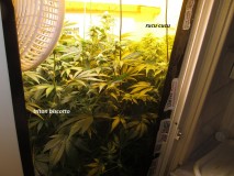 25 days bloom (3)