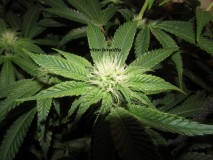 25 days bloom (6)