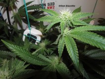 25 days bloom (7)