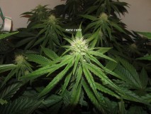 25 days bloom (11)
