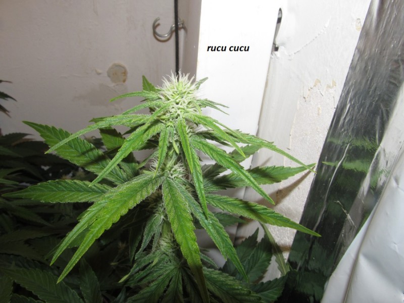 25 days bloom (12)